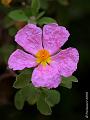 GB000439cx-800x600-10