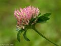 GB000962cx-800x600-10