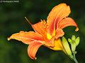 GB001615cx-800x600-10