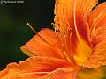 GB001624cx-800x600-10