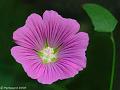 GB001884dx-800x600-10