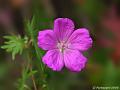 GB002236cx-800x600-10
