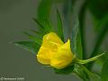 GB002423dx-800x600-10