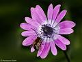 GB005706cx-800x600-10