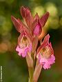 GC003893dx-800x600-web