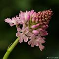 GB007385dx-800x800-10