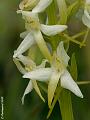 GC006421cx-800x600-web