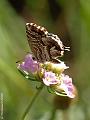 GB002781dx-800x600-10