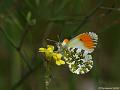 GB005960cx-800x600-11