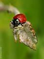 GB006310cvx-800x600-11